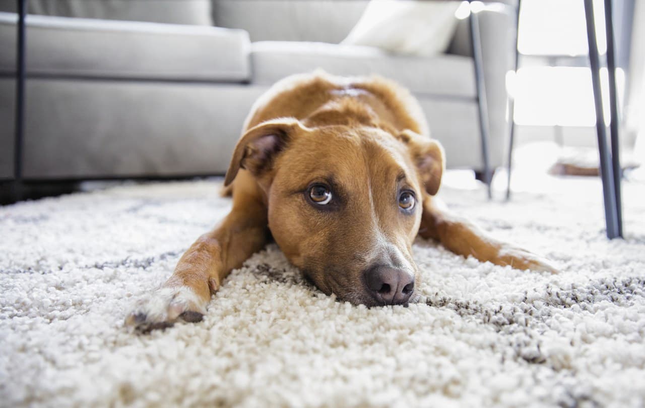 What to Do After a Pet Accident on Carpet: A Step-by-Step Homeowner Guide