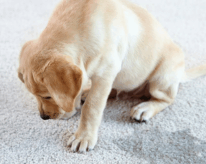 Pet stains on carpet