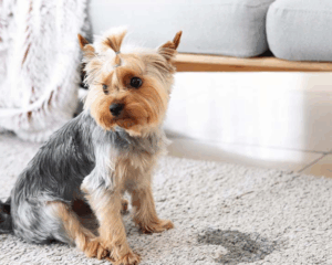 Pet stains on carpet