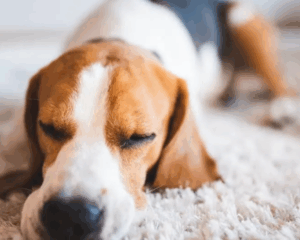 Pet stains on carpet